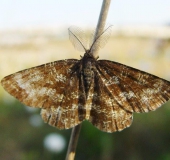 Heidekraut-Spanner m. (Ematurga atomaria)-L. Klasing