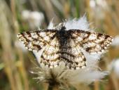 Heidekraut-Spanner w. (Ematurga atomaria)-L. Klasing