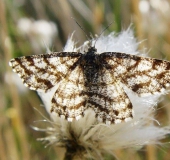 Heidekraut-Spanner w. (Ematurga atomaria)-L. Klasing