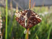 Paarung: Heidekraut-Spanner (Ematurga atomaria)-L. Klasing