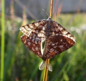 Paarung: Heidekraut-Spanner (Ematurga atomaria)-L. Klasing