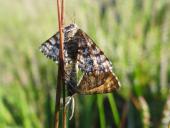 Paarung: Heidekraut-Spanner (Ematurga atomaria)-L. Klasing
