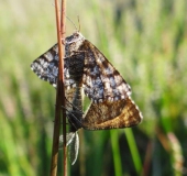 Paarung: Heidekraut-Spanner (Ematurga atomaria)-L. Klasing