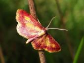 Purpurstreifiger Moorheidenspanner (Idaea muricata)-L. Klasing