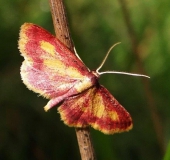 Purpurstreifiger Moorheidenspanner (Idaea muricata)-L. Klasing