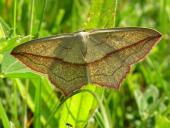 Schrägstreifiger Ampferspanner (Timandra grisiata)-L. Klasing