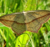 Schrägstreifiger Ampferspanner (Timandra grisiata)-L. Klasing