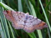 Eckflügelspanner (Macaria liturata)-L. Klasing