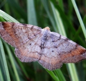 Eckflügelspanner (Macaria liturata)-L. Klasing