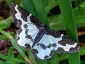 Vogelschmeiss-Spanner (Lomaspilis marginata)-L. Klasing