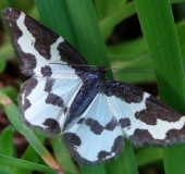 Vogelschmeiss-Spanner (Lomaspilis marginata)-L. Klasing