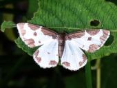 Vogelschmeiss-Spanner (Lomaspilis marginata)-L. Klasing