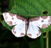 Vogelschmeiss-Spanner (Lomaspilis marginata)-L. Klasing