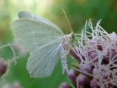 Weißstirn-Weißspanner (Cabera pusaria)-L. Klasing