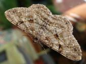 Rindenspanner (Peribatodes rhomboidaria)-L. Klasing