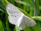 Vierpunkt-Kleinspanner (Scopula immutata)-L. Klasing