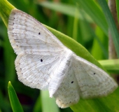 Vierpunkt-Kleinspanner (Scopula immutata)-L. Klasing