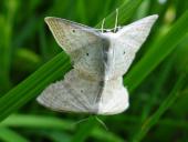 Paarung: Vierpunkt-Kleinspanner (Scopula immutata)-L. Klasing