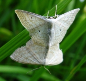 Paarung: Vierpunkt-Kleinspanner (Scopula immutata)-L. Klasing