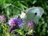 Großer Kohlweißling (Pieris brassicae)-L. Klasing