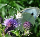 Großer Kohlweißling (Pieris brassicae)-L. Klasing