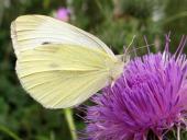Großer Kohlweißling (Pieris brassicae)