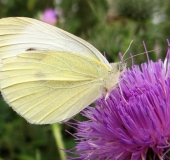 Großer Kohlweißling (Pieris brassicae)