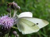 Kleiner Kohlweißling (Pieris rapae)