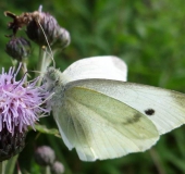 Kleiner Kohlweißling (Pieris rapae)