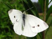 Kleiner Kohlweißling (Pieris rapae)