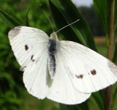 Kleiner Kohlweißling (Pieris rapae)