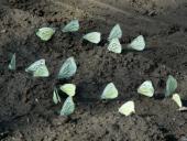 Grünader-Weißling (Pieris napi)