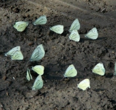 Grünader-Weißling (Pieris napi)