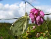 Grünader-Weißling (Pieris napi)