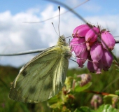 Grünader-Weißling (Pieris napi)