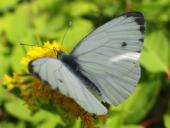 Grünader-Weißling (Pieris napi)