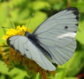 Grünader-Weißling (Pieris napi)