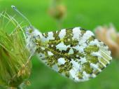 Aurorafalter w. (Anthocharis cardamines)