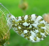 Aurorafalter w. (Anthocharis cardamines)