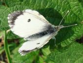 Aurorafalter w. (Anthocharis cardamines)