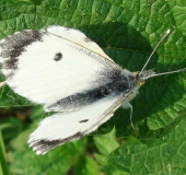 Aurorafalter w. (Anthocharis cardamines)