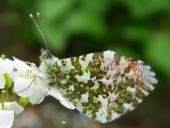 Aurorafalter m. (Anthocharis cardamines)