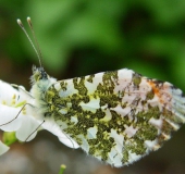 Aurorafalter m. (Anthocharis cardamines)