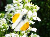 Aurorafalter m. (Anthocharis cardamines)