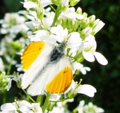 Aurorafalter m. (Anthocharis cardamines)