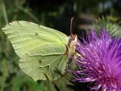 Zitronenfalter (Gonepteryx rhamni)