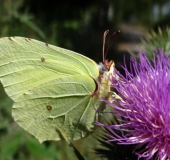 Zitronenfalter (Gonepteryx rhamni)