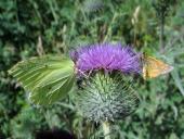 Zitronenfalter (Gonepteryx rhamni)