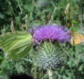 Zitronenfalter (Gonepteryx rhamni)