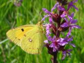 Postillion (Colias crocea)